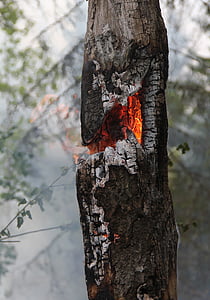 fogo, queima de, queima para conservação, tronco de alto, cinza, fumaça, Suécia