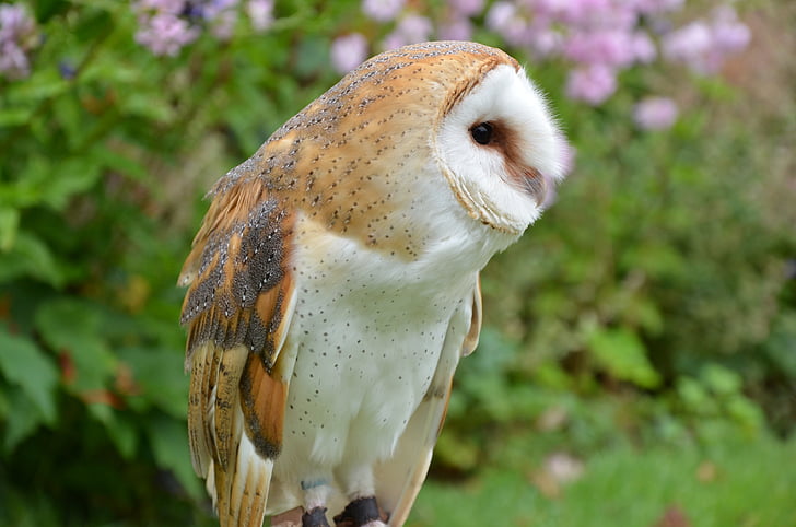Barn owl, Owl, con chim, Falconry, chim săn mồi, động vật, Thiên nhiên