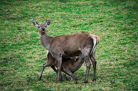 DOE, rusa Bera, liar, Taman Margasatwa, Deer park, hewan liar, para penghuni hutan