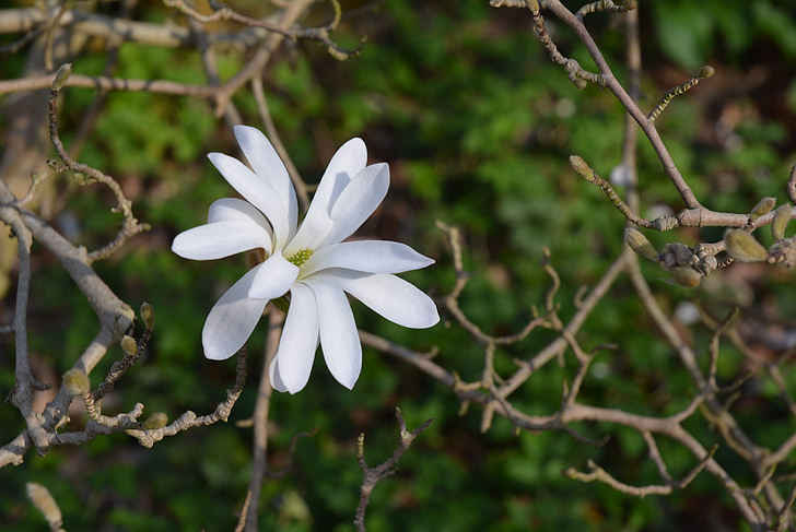 baltu ziedu, zaļa, Star magnolia