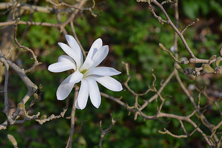 beyaz çiçek, Yeşil, yıldız Manolya