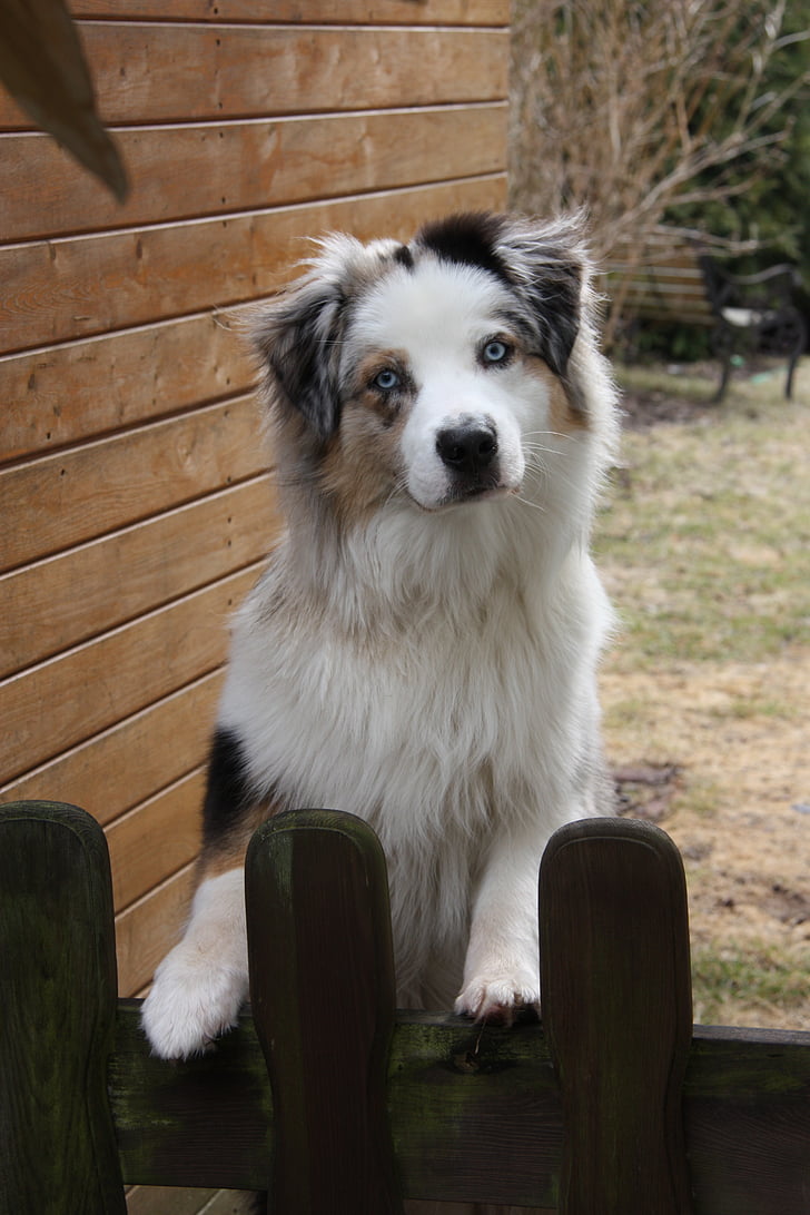 dog, garden fence, welcome