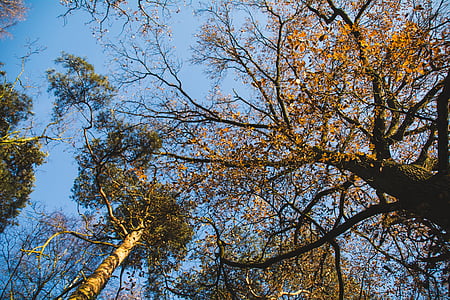 otoño, azul, caída, bosque, hojas, cielo, soleado
