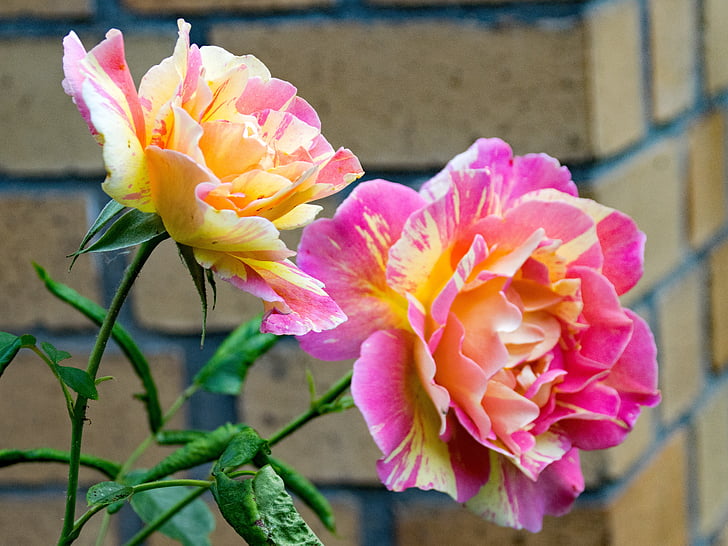 Rose, povečale za spletne strani, slikar rose, delbard, cvetje, rdeča, rumena