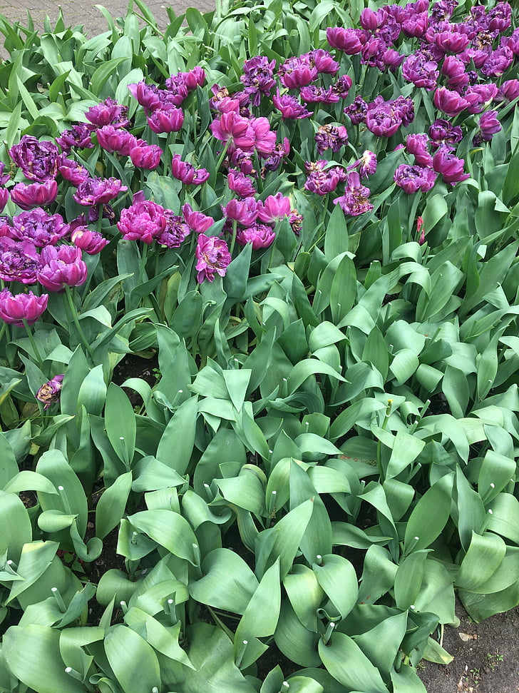 tulpės, violetinė, gėlės, Olandijoje, žalia