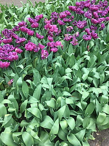 tulipany, fioletowy, kwiaty, Holandia, zielony