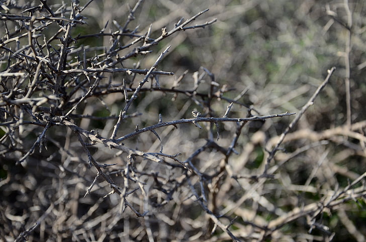 bush, thorns, thorn, needles, dry branches, the background, texture