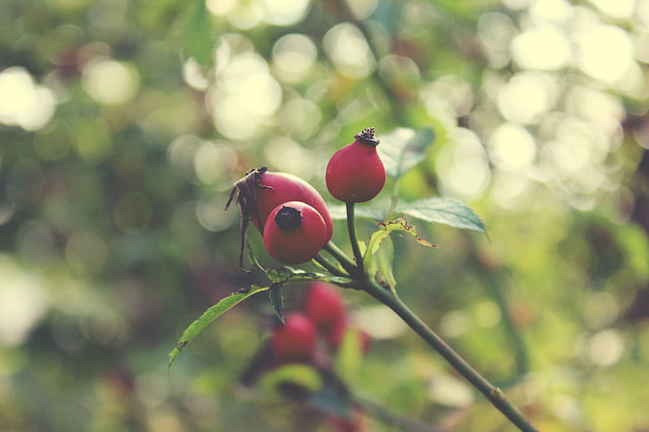 plant, rose, hip, dog rose, fruit, red, nature