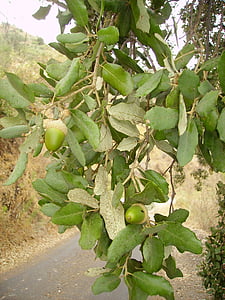 acorn, cork oak, tree, oak, plant, mediterranean