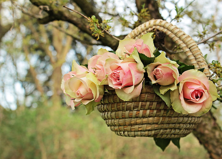 roses, noble roses, basket, tree, branch, flowers, pink