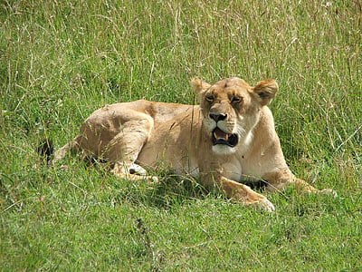 lauvene, Āfrika, zāle, Lauva, savvaļas dzīvnieki, daba, savvaļā