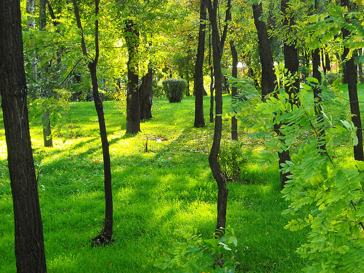 nature, green, forest