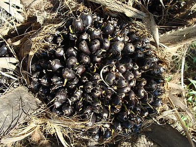 ulje palmino, hrpa voća, biljno ulje, Hortikultura, Karnataka, Indija