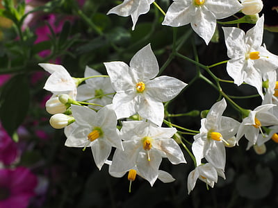 flor, flores, Branco, estrela, Solanum laxum, Solanum jasminoides, pretinha