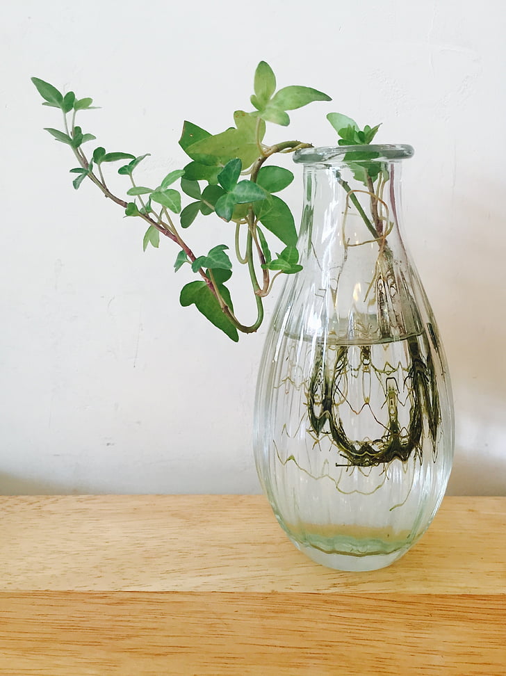 Vase, Natur, Pflanzen, Blatt, abstrakt, Grün, Feuchttücher