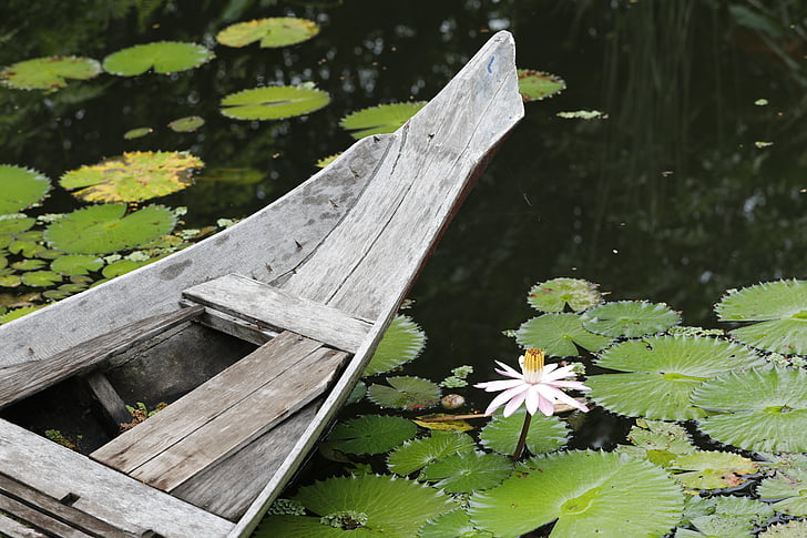 Nymphaea alba, estanque, Lotus, naturaleza, madera - material, verano, flor