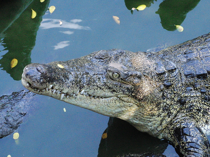 focinho de crocodilo, crocodilo, encontra-se, fazenda de crocodilo, boca, predador, animal