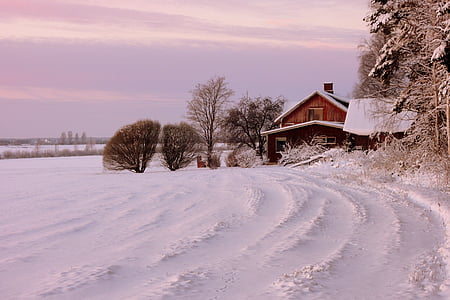 hus, vinter, sne, kolde - temperatur, natur, træ, Frost