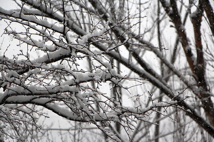 neu, l'hivern, flor de neu, fusta, arbre d'hivern, en el fred