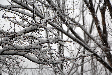 sníh, Zimní, sněhové květiny, dřevo, Zimní strom, v zimě