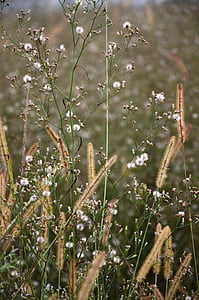 Grass, Grün, Blume, Anlage, frisch, natürliche, Setaria viridis