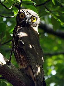 owl, tree, predator, eyes, wildlife, perched, raptor