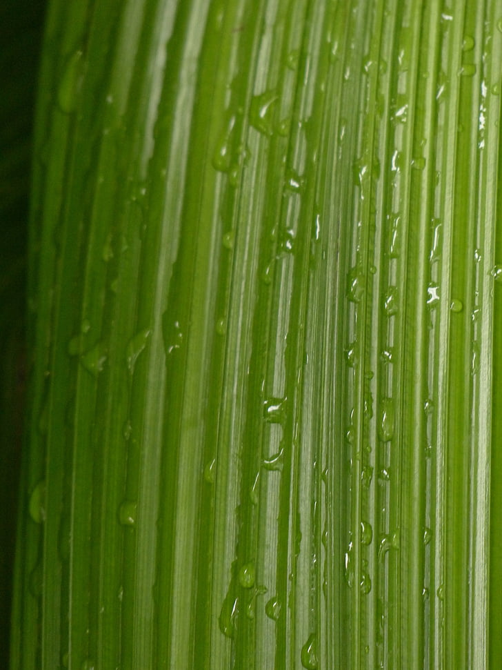 Blatt, RIP, gerippt, Grün, Curculigo capitulata, Palm-Rasen, ähnlich wie bei palm