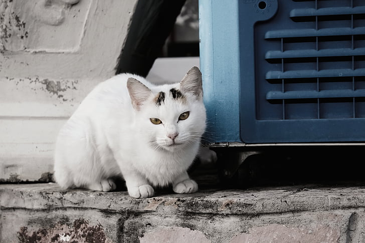 gato, Branco, animal de estimação, gatinho, animal, bonito, doméstica