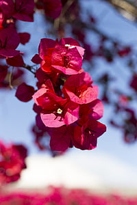 Bougainvillea, дворове де Кордоба, цвете