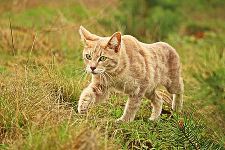 котка, коте, Тигър котка, трева, домашен любимец, скумрия, животните теми
