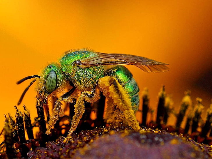 Bee, närbild, makro, pollen, insekt, blomma, pollinering