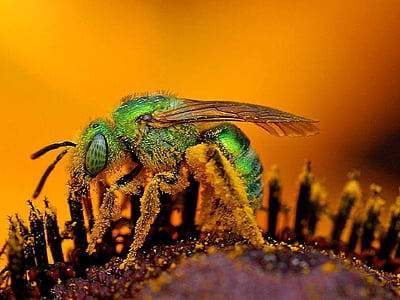 Pszczoła, z bliska, makro, pyłek, owad, kwiat, zapylanie