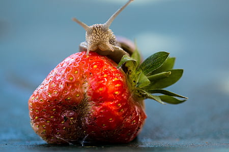 strawberry, snail, eat, shell, food, fruit, nature