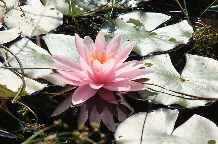 waterlily, lagoon, flower