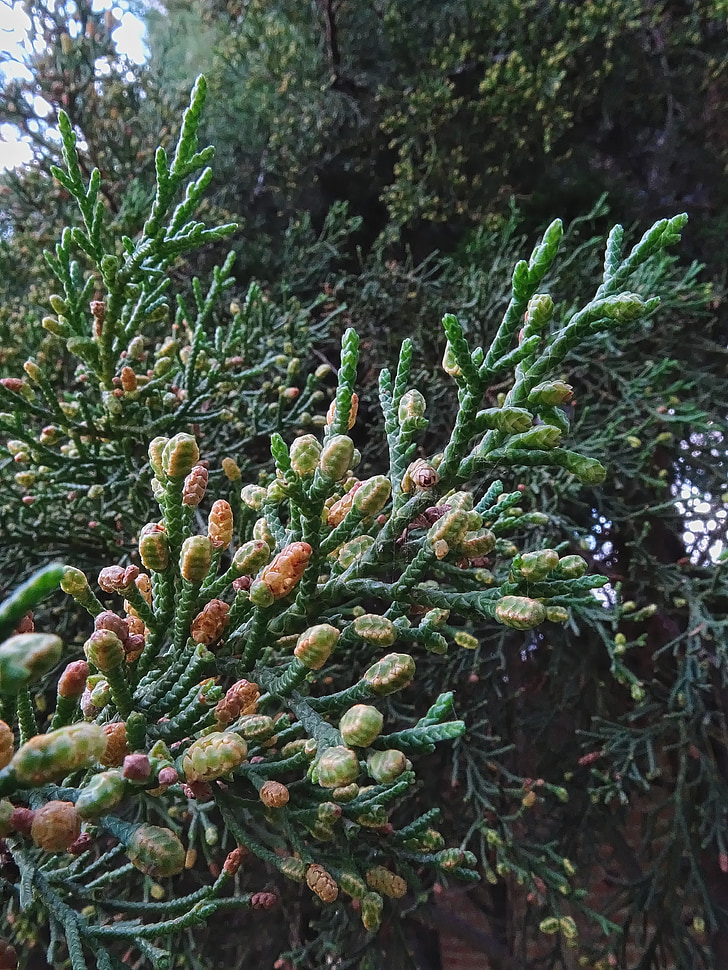 Cypress, träd, Cupressaceae, grenar, gren, Cupressus lusitanica, naturen