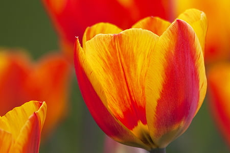 tulip, lily, nature, flowers, tulips, schnittblume, blossom