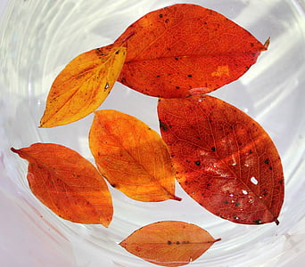 lövverk, hösten, gula blad, höstlöven, naturen, textura, färg