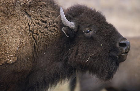 bison, buffalo, animal, zoology, mammal, species, wilderness