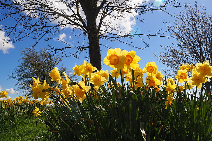 Daffodils, bunga, kuning, Blossom, mekar, tanaman, alam