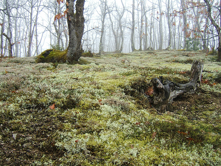 Oak forest, a tölgy liget köd, moha, őszi hangulat, az erdő, Borús, őszi hangulat, aljnövényzet