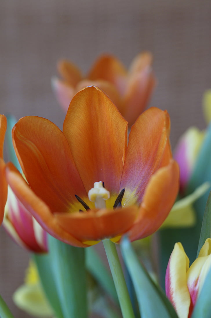 tulip, spring, spring bouquet, bouquet, tulips, bloom, spring greetings