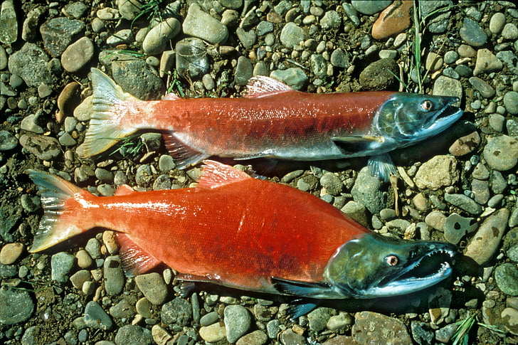 Salmones rojos, salmón rojo, Sockeye, rojo, Playa, cantos rodados, pescado