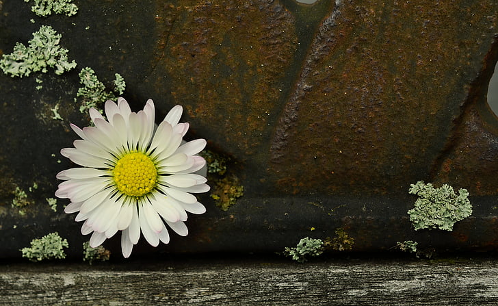 daisy, iron, old, weathered, contrast, bank, structure