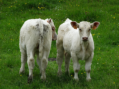 vitelli, Morvan, Borgogna, mucca
