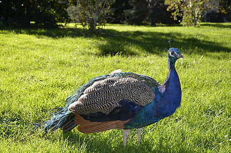 Turquia, animal, pavão, colorido, azul, linda, ave