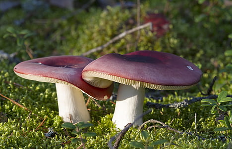 mushroom, autumn, forest, nature, cap, at the foot of the, mushrooms