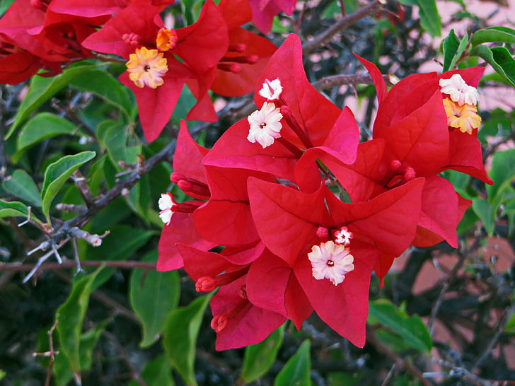 bougainvillea, flower, red, red flower