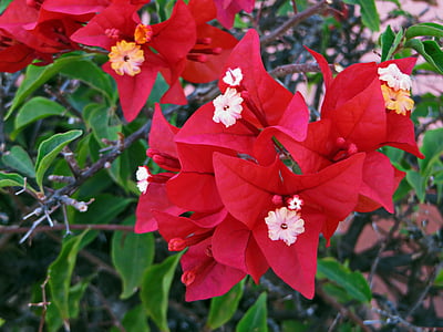 Bougainvillea, blomma, röd, röd blomma