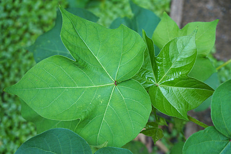 hojas de la planta de algodón, jardín, hojas, algodón, naturaleza, inusual, verde