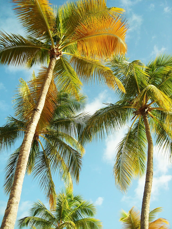 Palm puud, Guadeloupe, Beach, sinine taevas, Kariibi mere saared, kookospähkli, roheline
